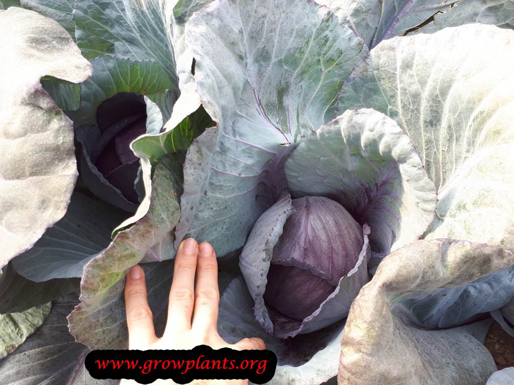 Red cabbage plant