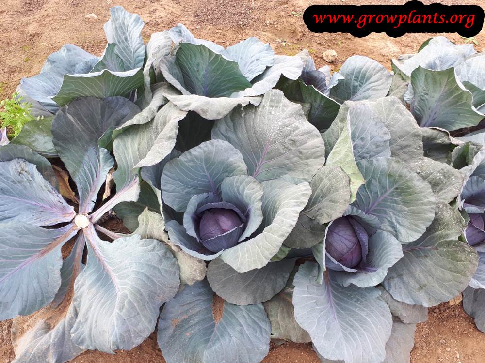 Red cabbage plant harvest season
