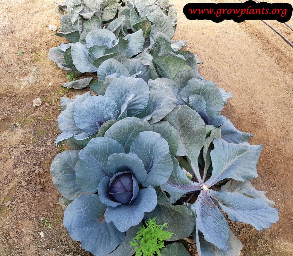 Red cabbage harvesting season