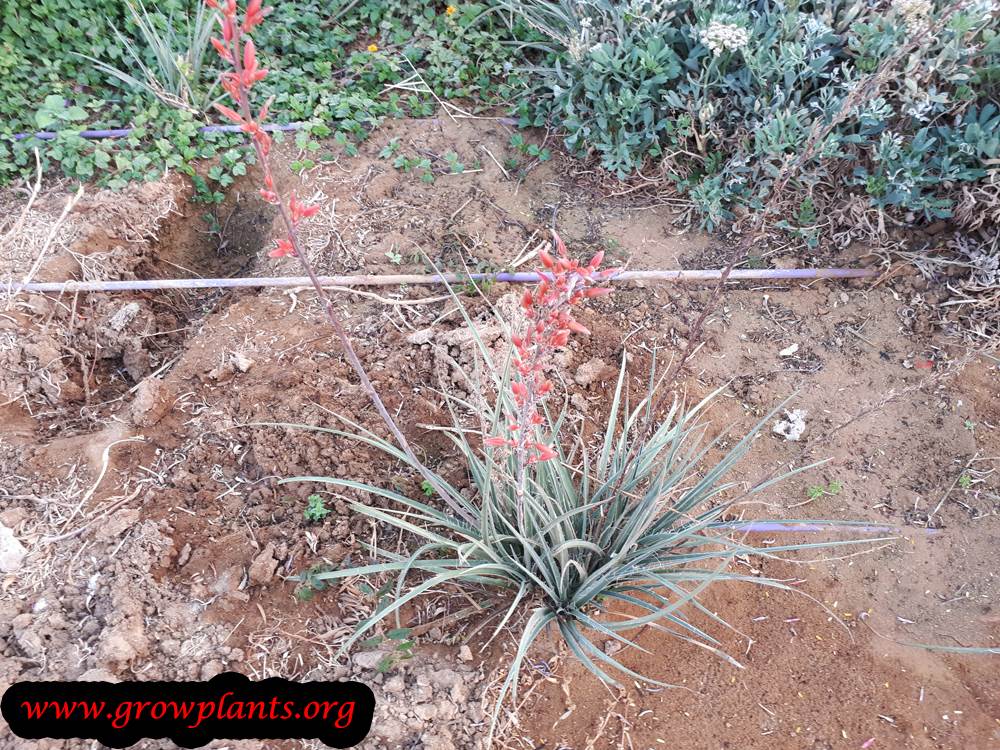 Red yucca How to grow & care