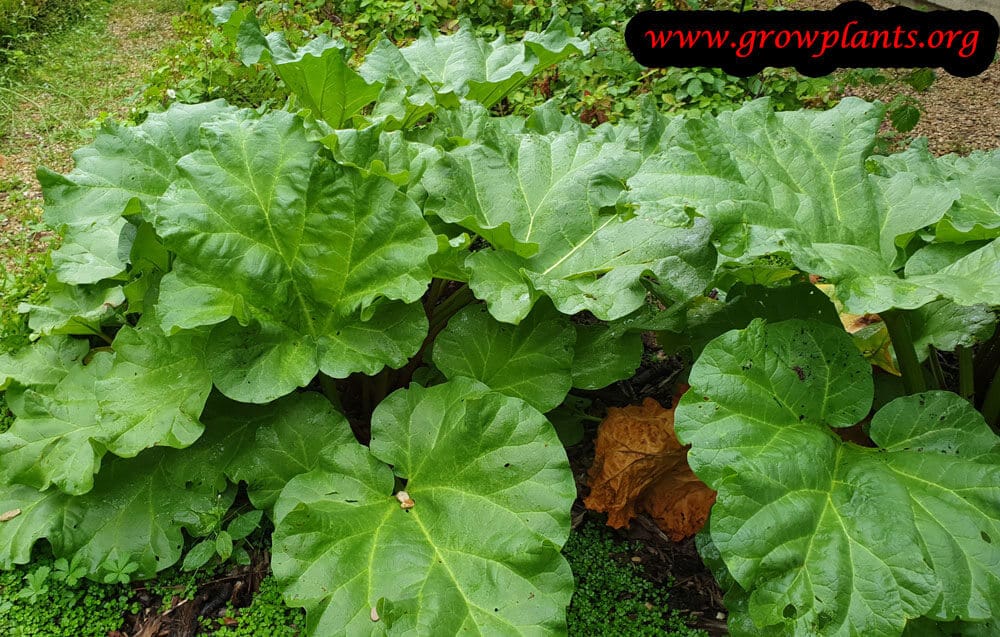 Rheum palmatum
