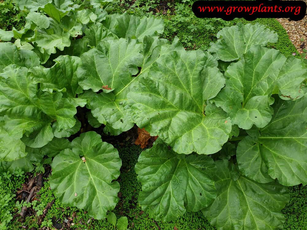 Rheum palmatum plant care
