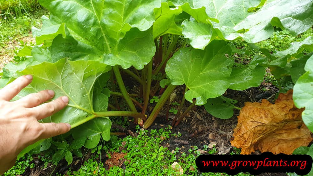 Rheum palmatum plant growing