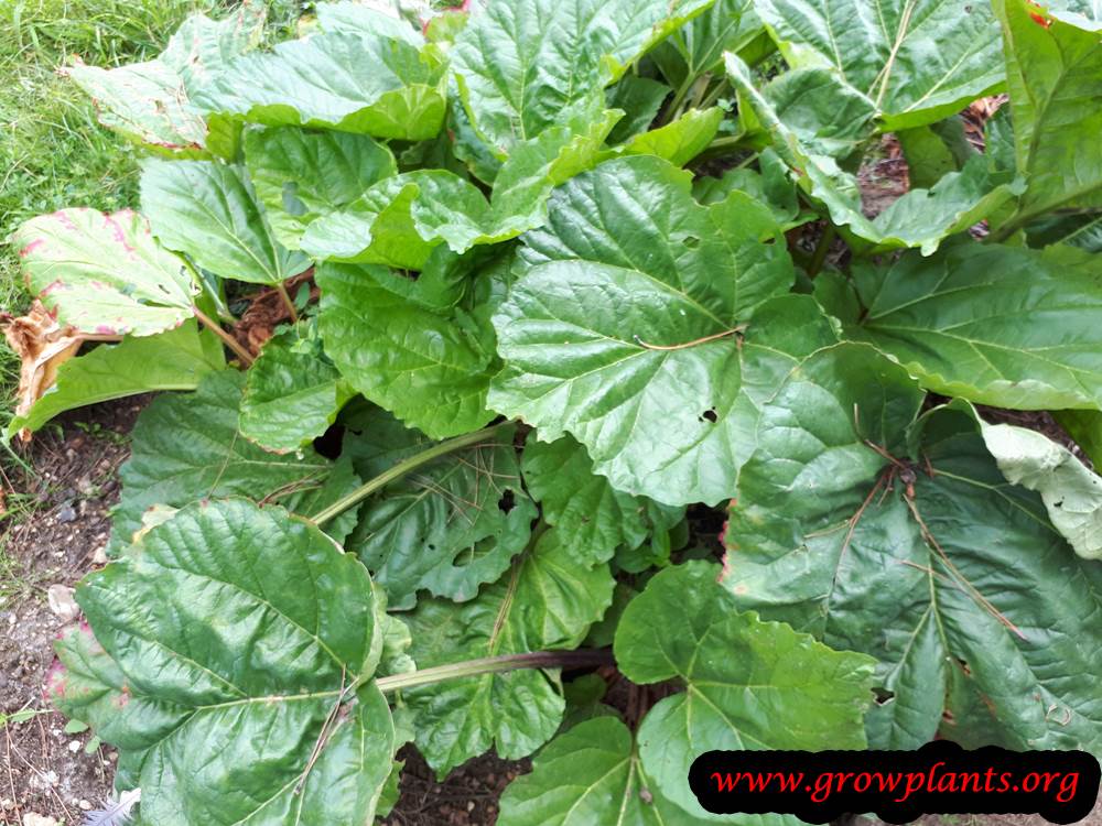 Rhubarb plant leaves