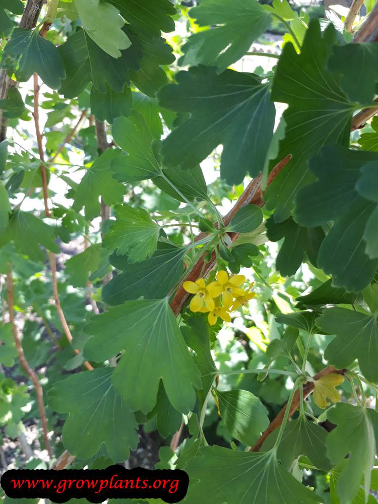 Ribes aureum