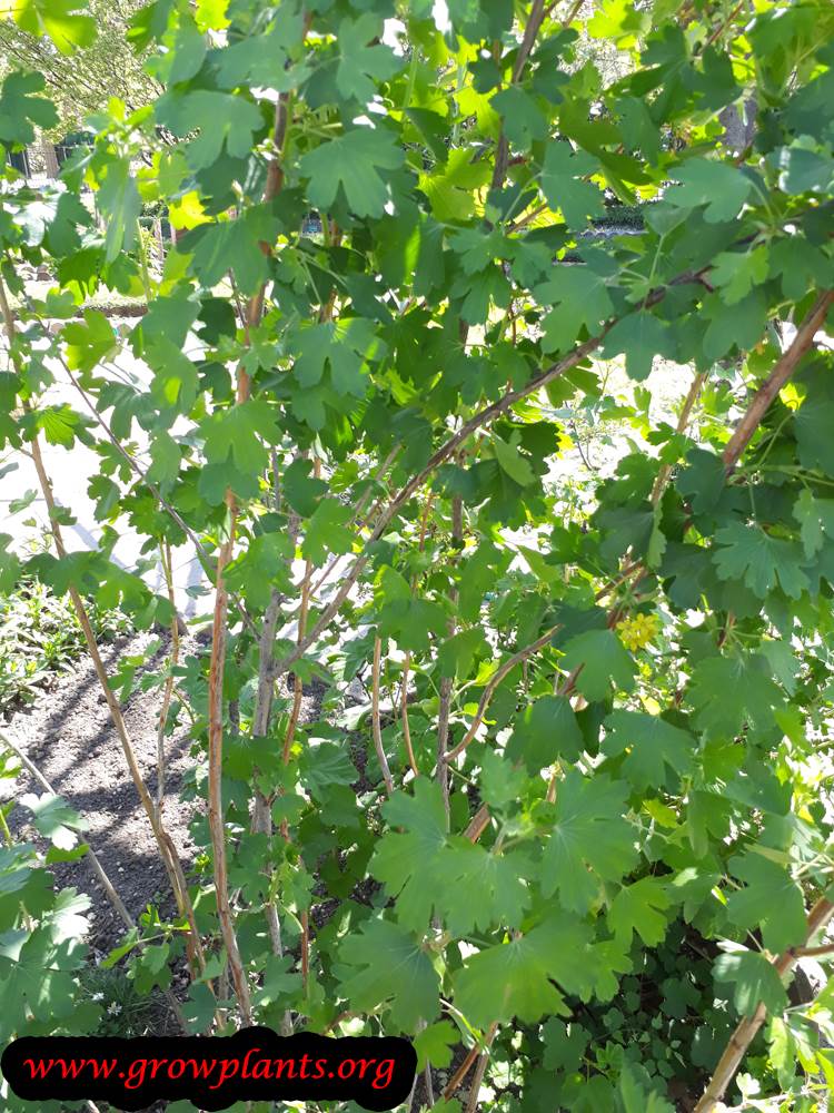 Ribes aureum plant care