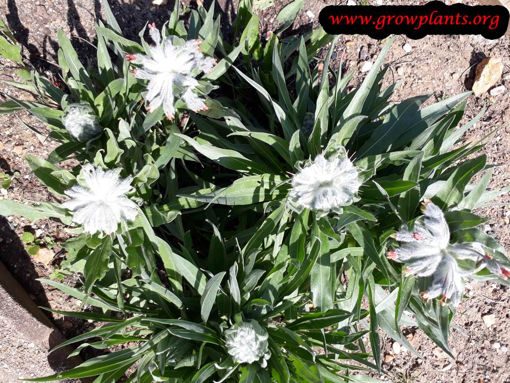 Rindera umbellata plant care