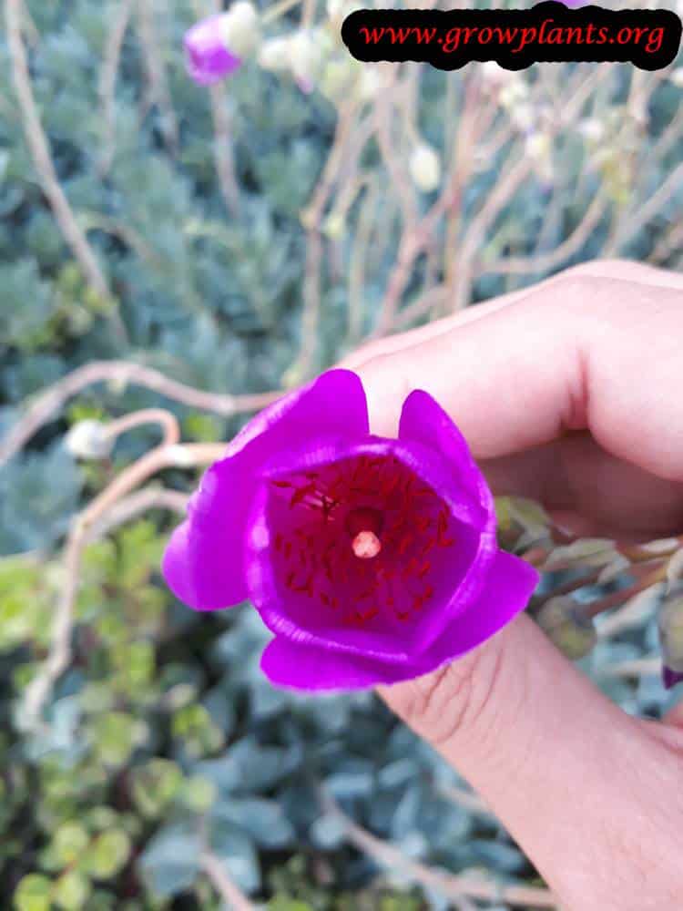 Rock purslane flower