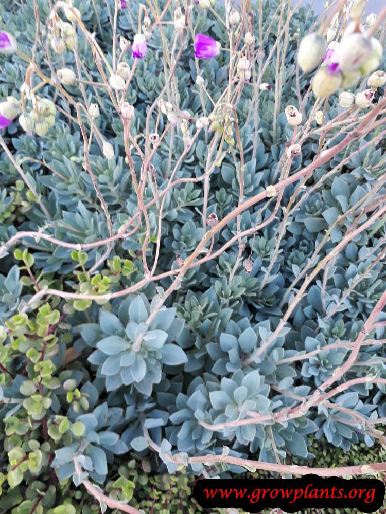 Growing Rock purslane