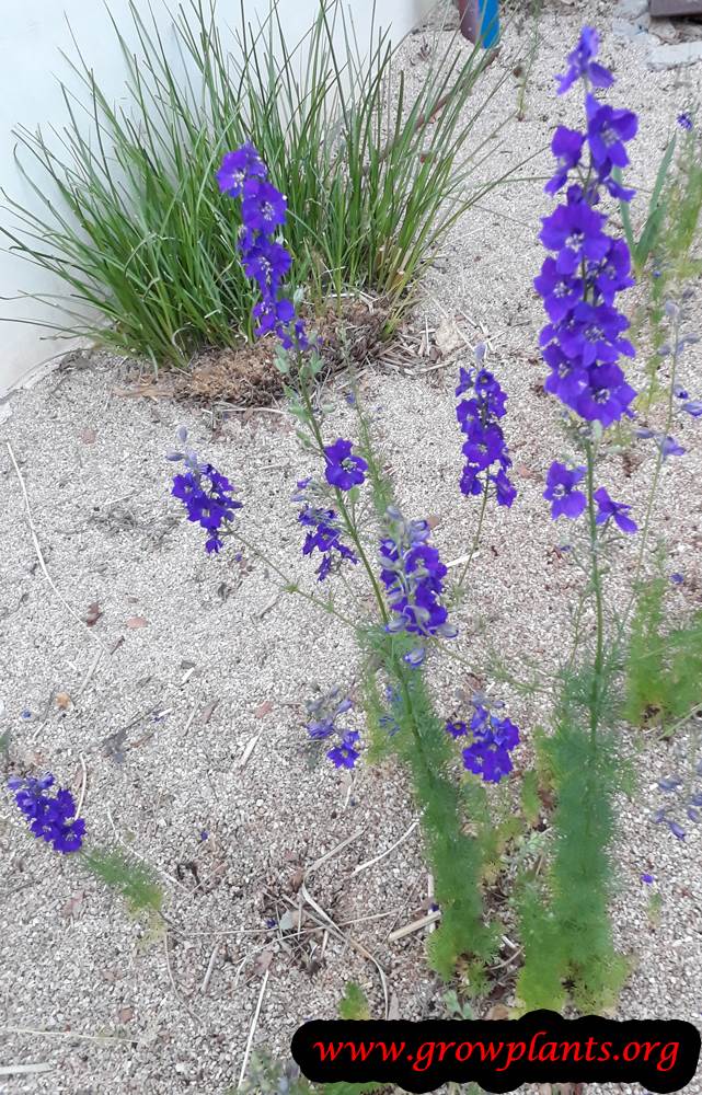 Rocket larkspur How to grow & care