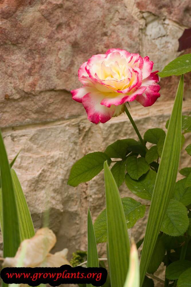 Rose double delight flowers