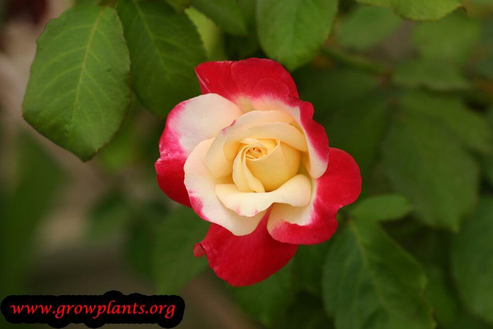 Rose double delight