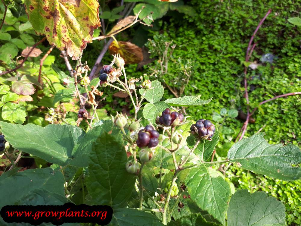 Rubus caesius