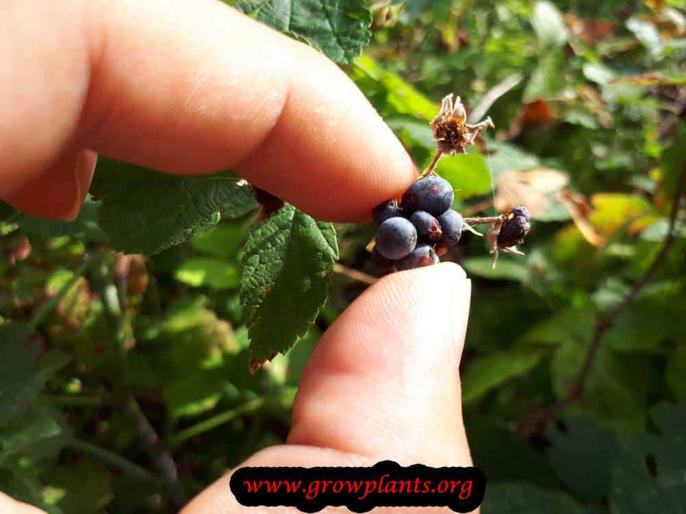 Rubus caesius fruit