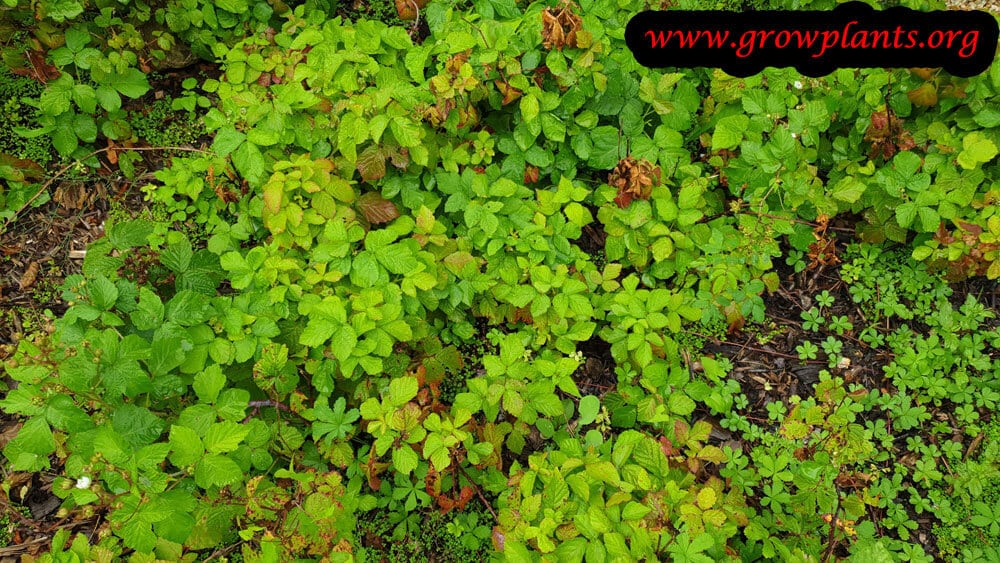 Rubus caesius growing instruction