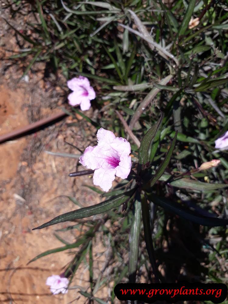 Ruellia brittoniana