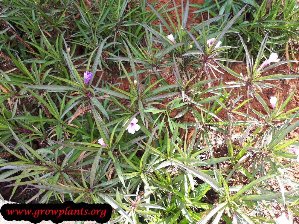 Ruellia brittoniana plant care