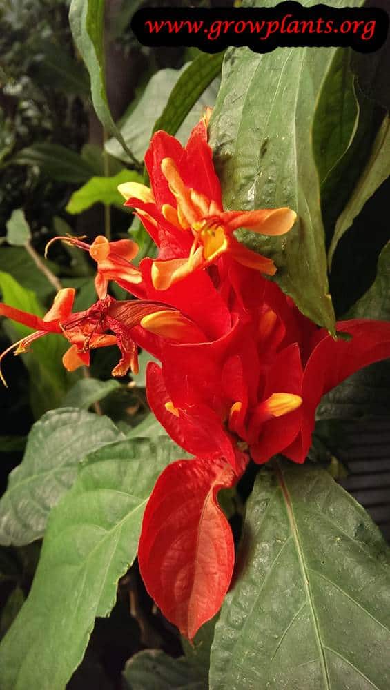 Ruellia chartacea