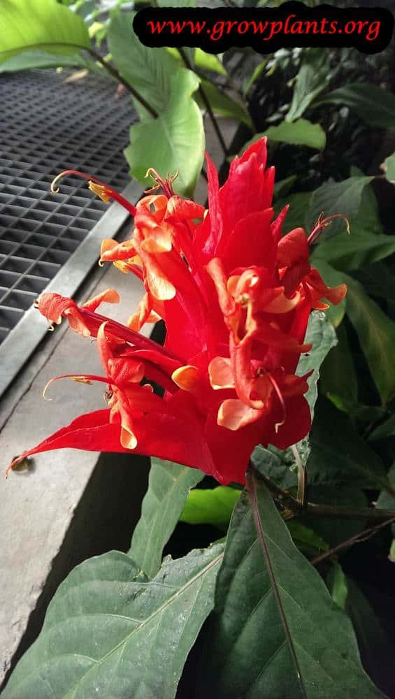Ruellia chartacea flower