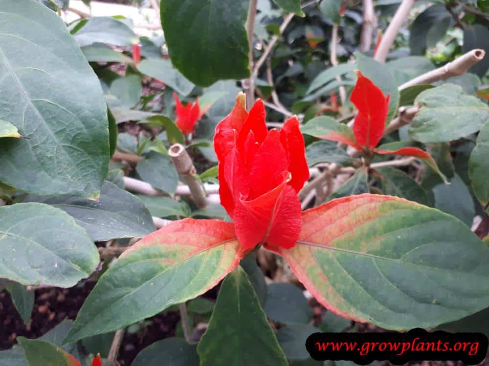 Ruellia colorata