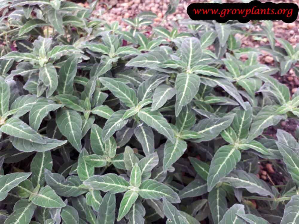 Ruellia devosiana