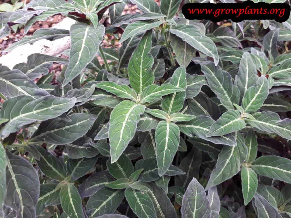 Ruellia devosiana plant care