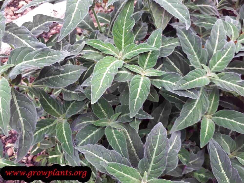Growing Ruellia devosiana