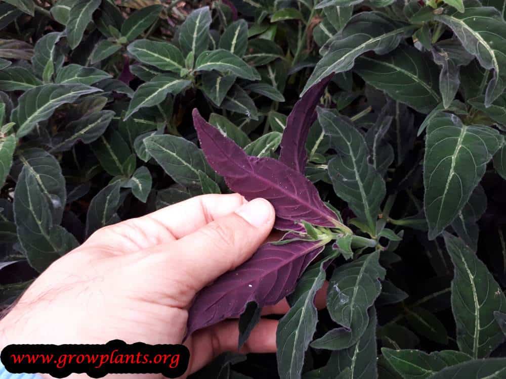 Ruellia devosiana leaves