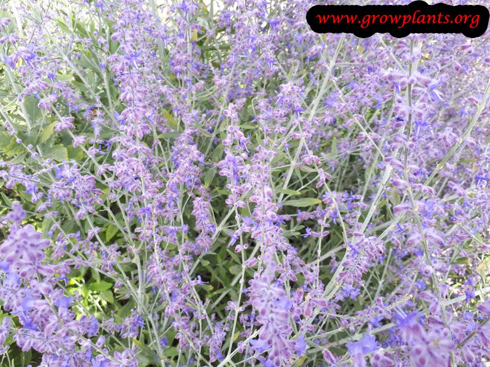 Perovskia atriplicifolia