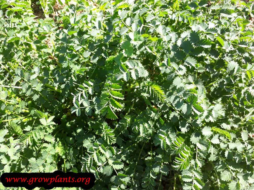 Salad burnet