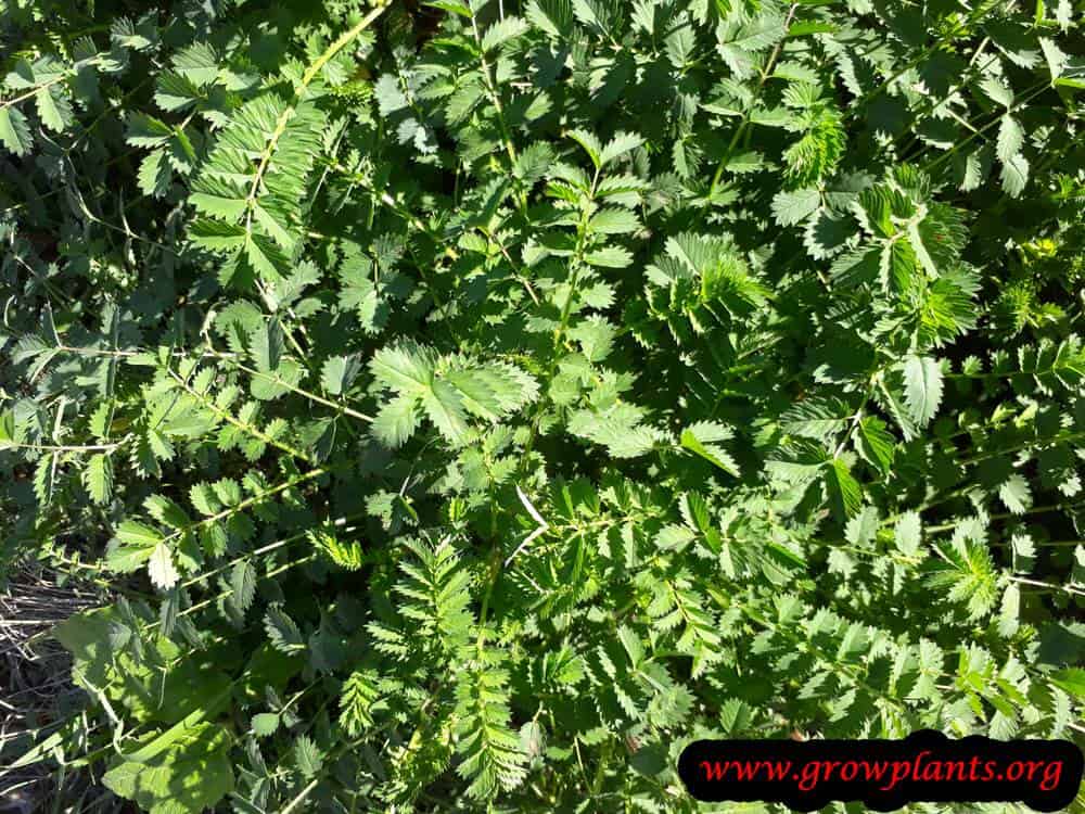 Salad burnet plant