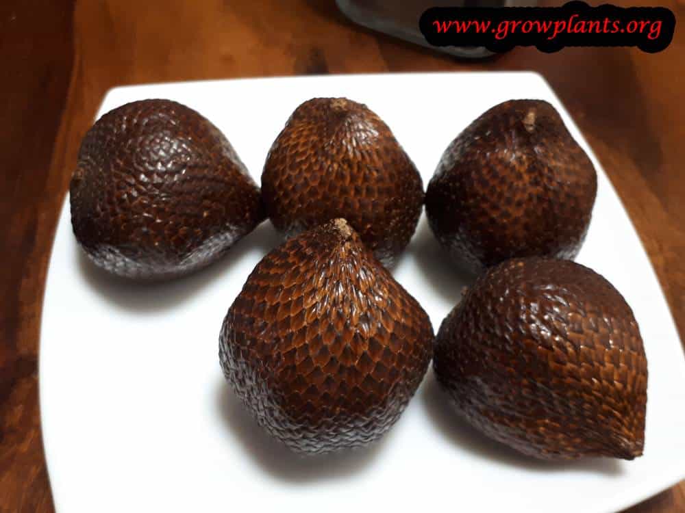 Harvest Salak tree