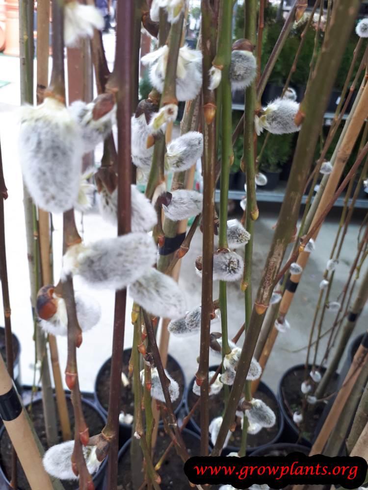 Salix caprea