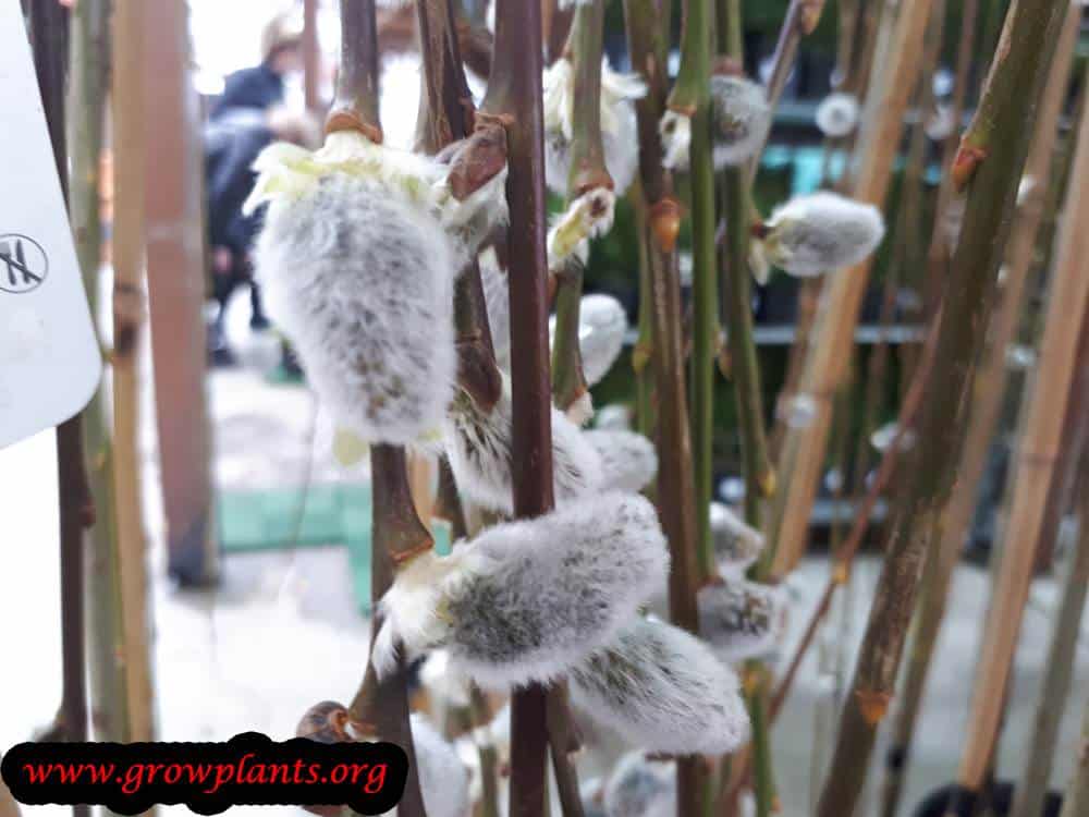 Salix caprea buds