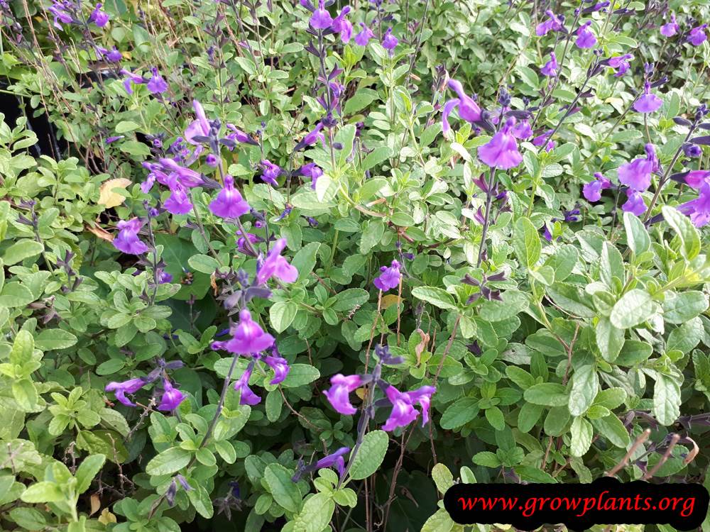 Salvia greggii