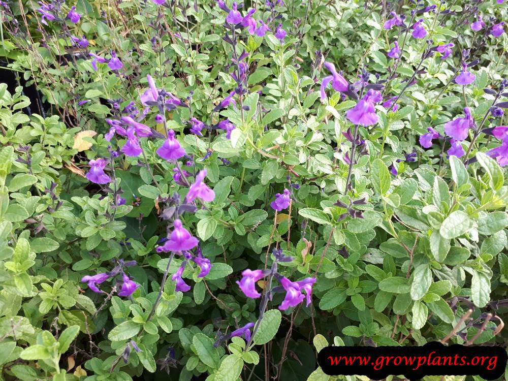 Salvia greggii flowers