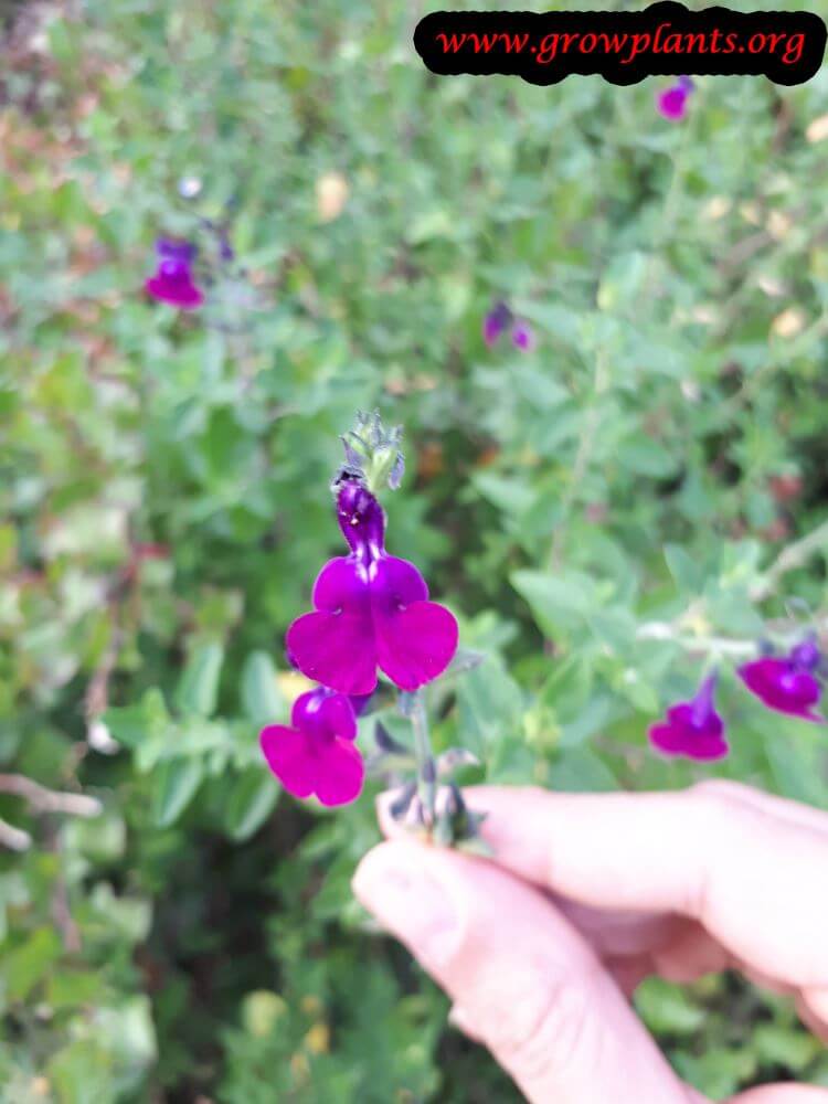 Salvia greggii grow and care