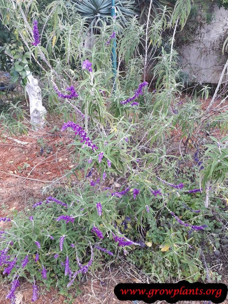 Salvia leucantha