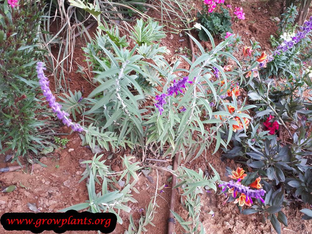 Salvia leucantha plant