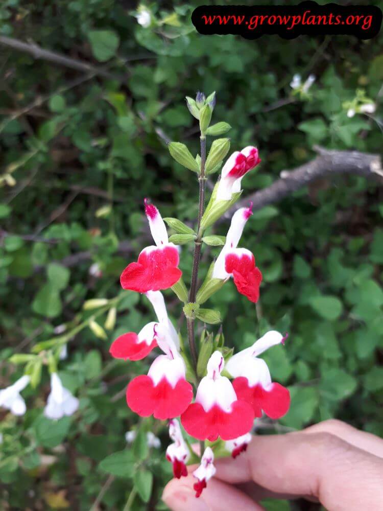 Salvia microphylla - How to grow & care