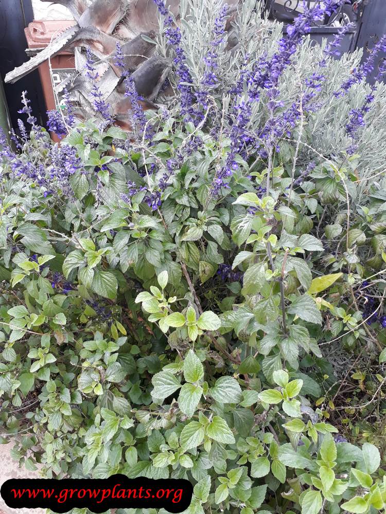 Salvia mystic spires plant care