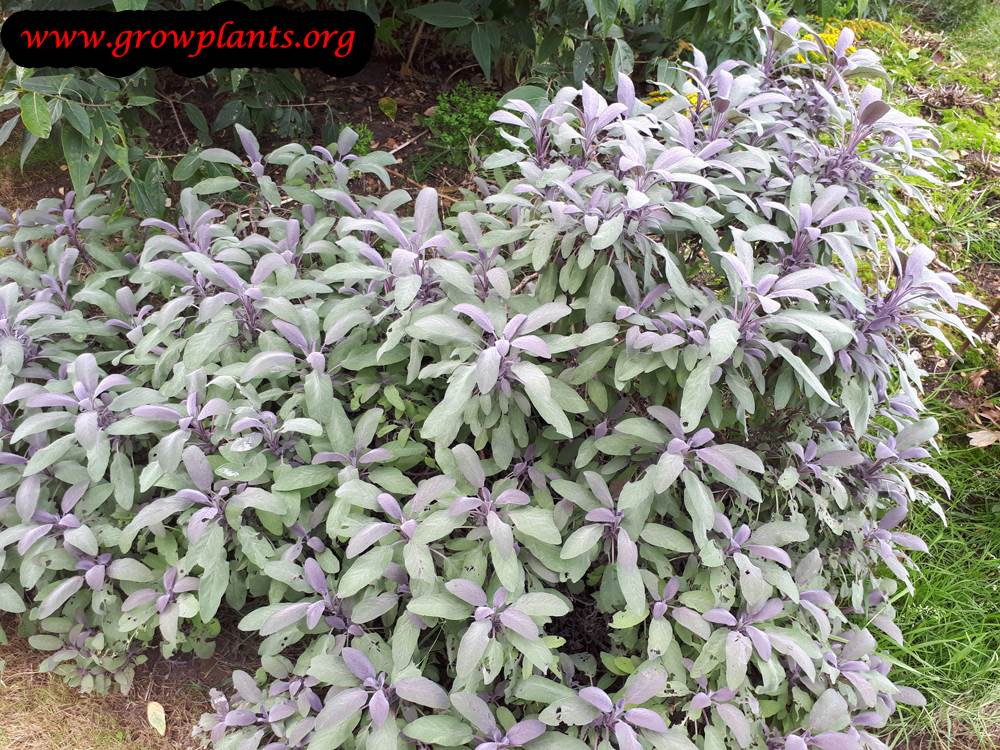 Salvia officinalis purpurea