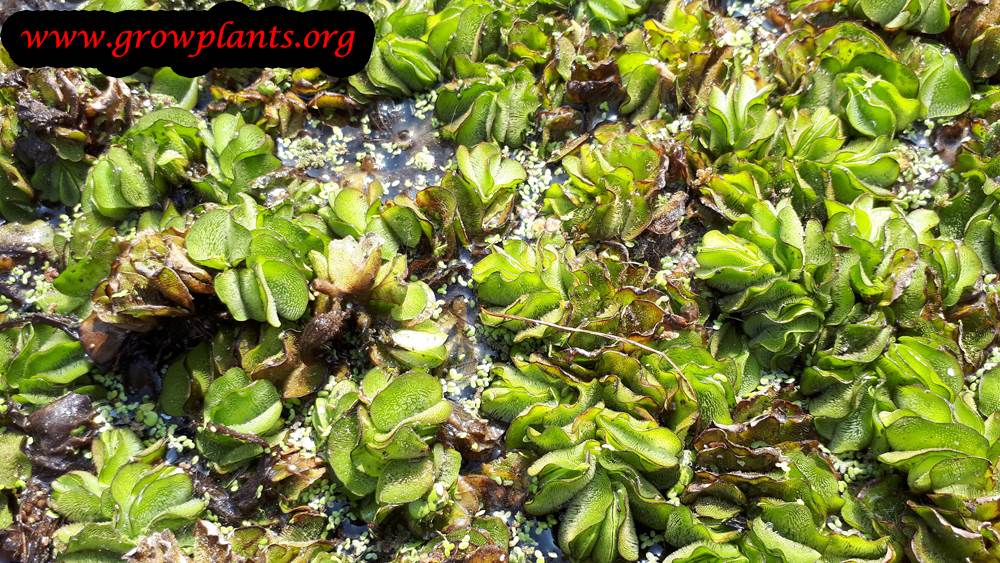 Salvinia natans - How to grow & care