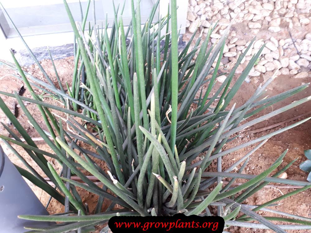 Sansevieria cylindrica (Snake plant)