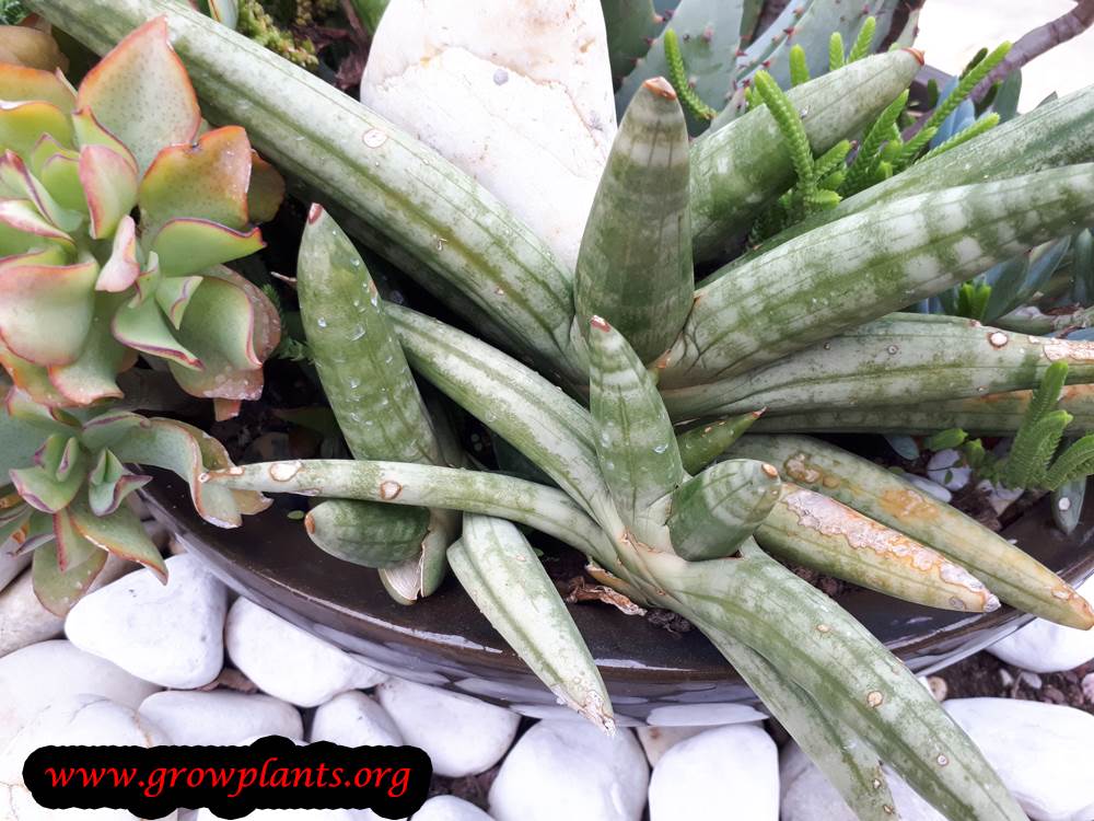 Planting Sansevieria cylindrica