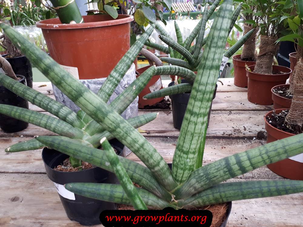 Planting season Sansevieria cylindrica