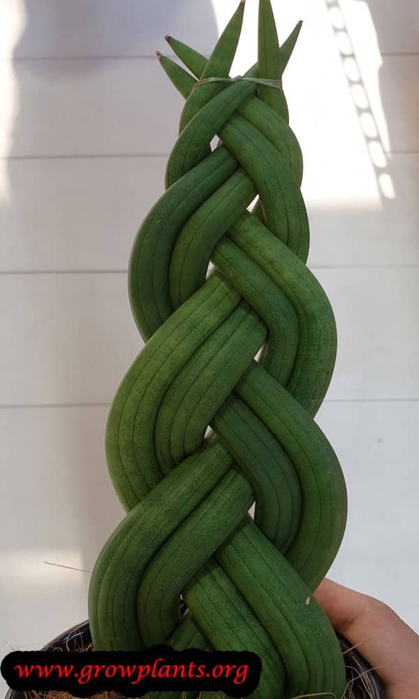 Sansevieria Twister - How to grow & care