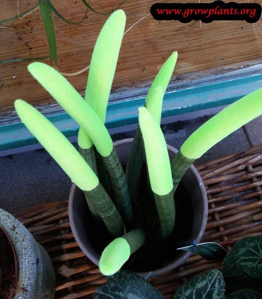 Sansevieria velvet touchz green