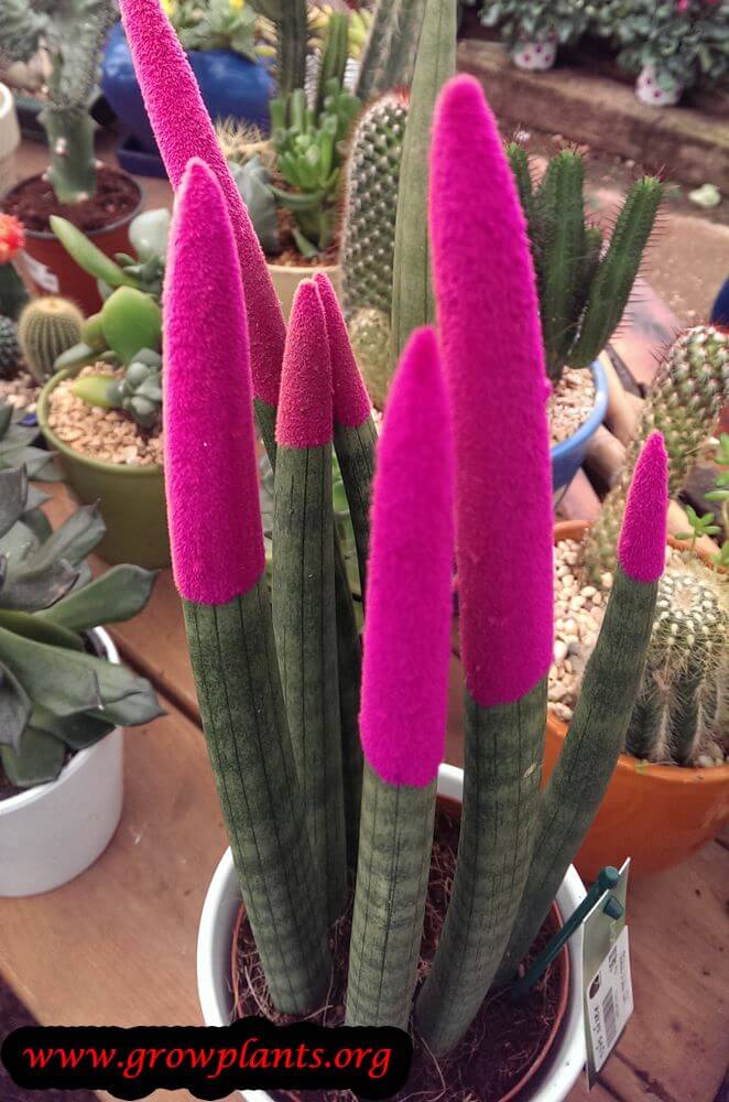 Sansevieria velvet touchz purple magenta