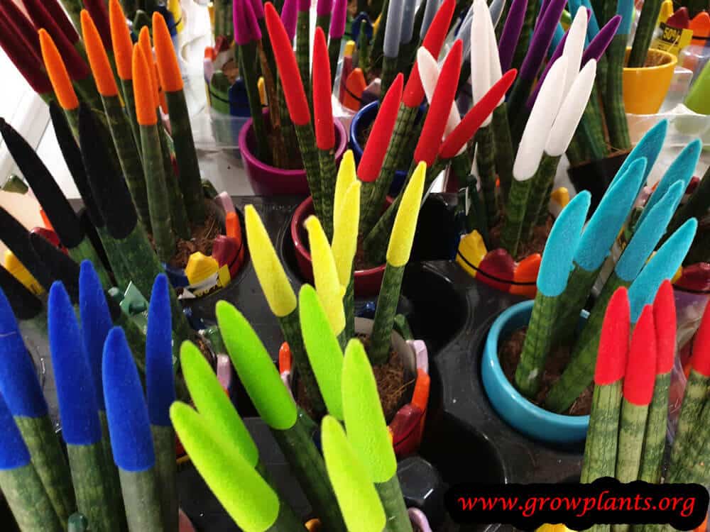 Sansevieria velvet touchz plant care
